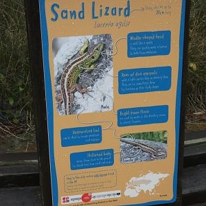 Sand Lizard Signage