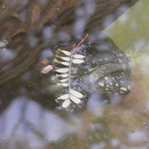 Black Pond Turtle