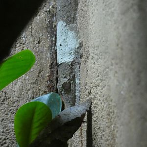 Henkel's Leaf-tailed Gecko