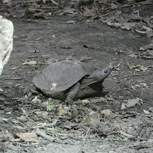 Turtle ID?