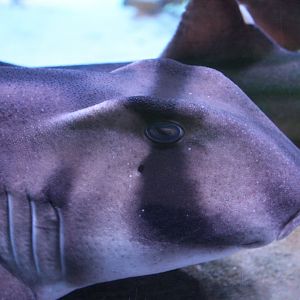 Port Jackson Shark (Heterodontus portusjacksoni)