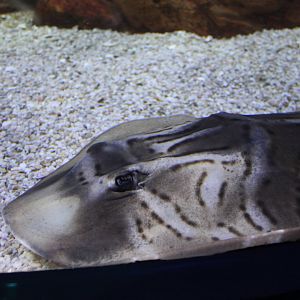 Southern Fiddler Ray (Trygonorrhina dumerilii)