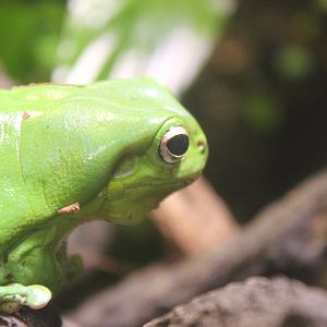 Australian Green Tree Frog (Litoria caerulea)