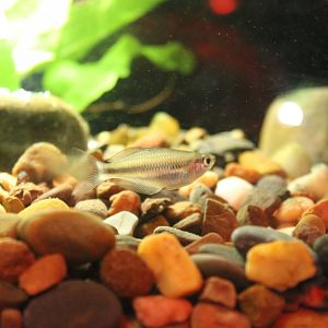 Banded Rainbowfish (Melanotaenia trifasciata)