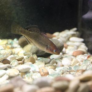 Empire Gudgeon (Hypseleotris compressa)