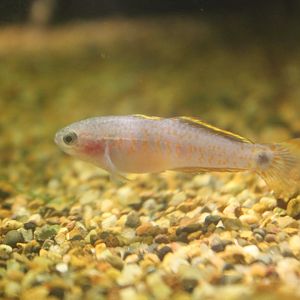 Peacock Gudgeon (Tateurndina ocellicauda)
