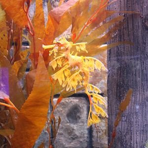 Leafy Seadragon (Phycodurus eques)