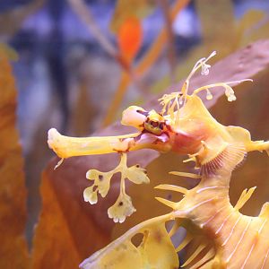 Leafy Seadragon (Phycodurus eques)