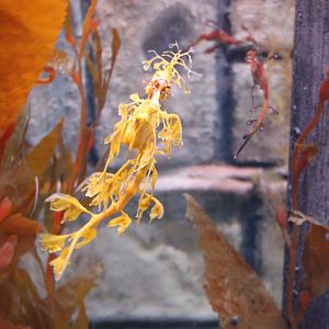 Leafy Seadragon (Phycodurus eques)
