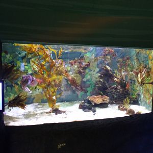 Giant Cuttlefish tank