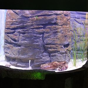 Spotted Handfish tank