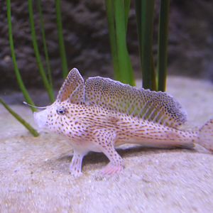 Spotted Handfish (Brachionichthys hirsutus)