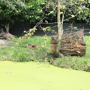 Asian small-clawed otter-enclosure