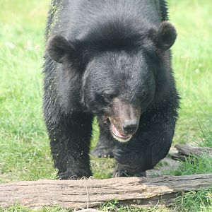 Asian black bear