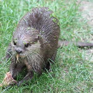 Asian small-clawed otter