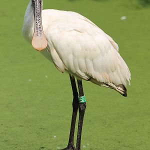 European spoonbill