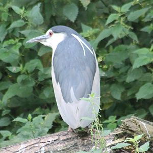 Black-crowned night heron