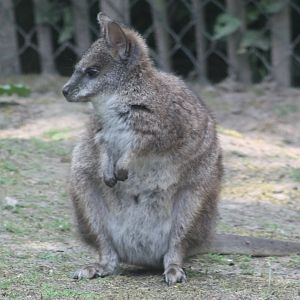 Parma wallaby