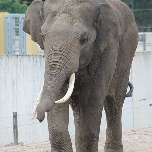 Asian elephant