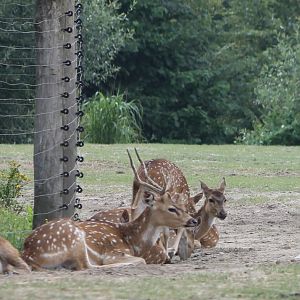 Collared turtle dove and Axis deers