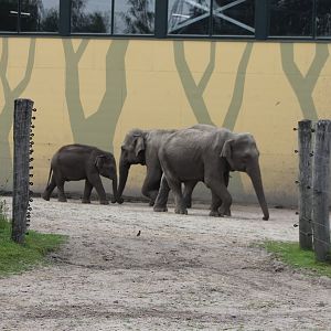 House sparrow and Asian elephants