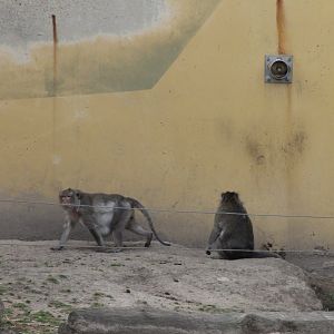 Long-tailed macaques
