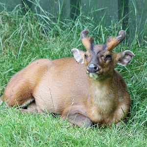 Muntjac
