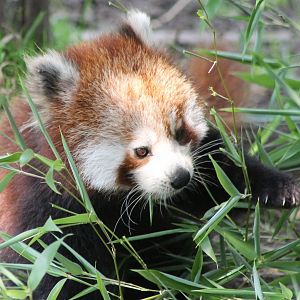 Red panda