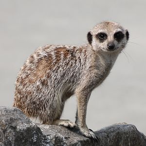 Meerkat