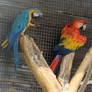 Blue-and-yellow and Scarlet macaws