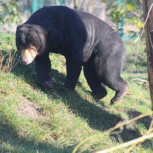 Sun Bear