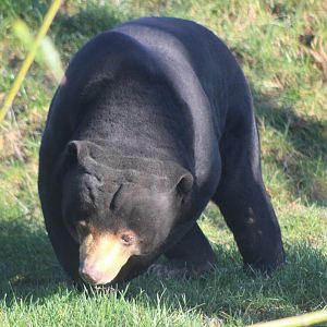 Sun Bear