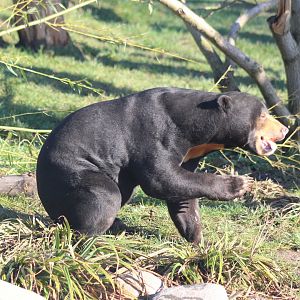 Sun Bear