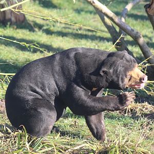 Sun Bear