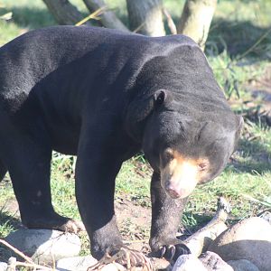 Sun Bear