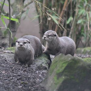 Otter Pups