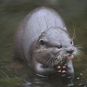 Otter Pup