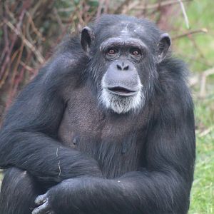 Chimp