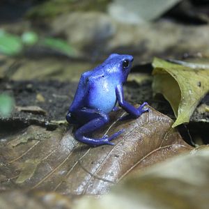 Poison Dart Frog