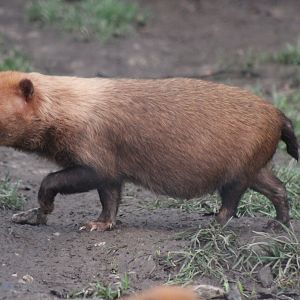 Either a fat or Pregnant Bush Dog