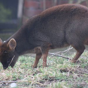 Pudu