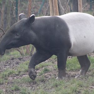 Malayan Tapir