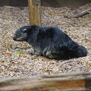 Binturong