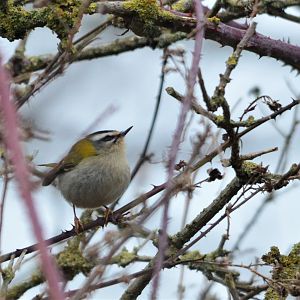 Common Firecrest at Neston (Wirral), 04/02/18