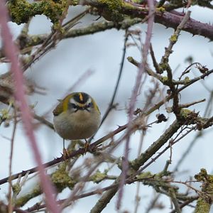Common Firecrest at Neston (Wirral), 04/02/18