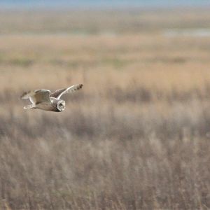 Short-eared Owl at Neston (Wirral), 04/02/18