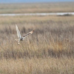 Short-eared Owl at Neston (Wirral), 04/02/18