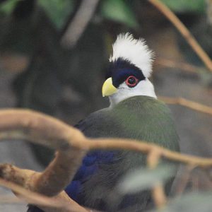 Turaco