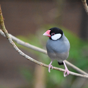 Java Sparrow