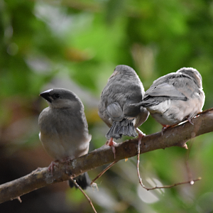 Three Little Java Sparrow Fledglings